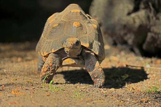 Coal turtle (Geochelone carbonaria), adult, foraging, running, South America