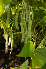 Close up of green beans plants in vegetables garden