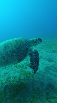 Vertical footage, Sea Turtle with shark bite marks on fins swims in turquoise water, Slow motion of Green Sea Turtle, Chelonia mydas with its front flippers bitten off by shark