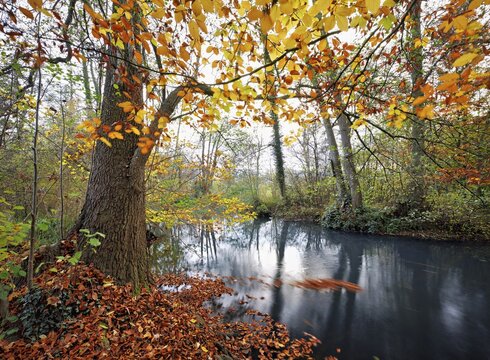 Aabach also called Hallwiler Aa in autumnal surroundings, Seengen, Canton Aargau, Switzerland