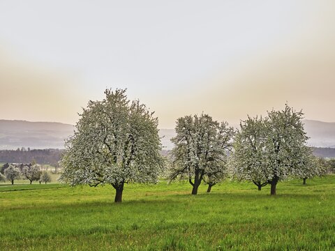 Fototapeta Blossoming pear trees in front of a sky full of Sahara dust, Beinwil Freiamt, Canton Aargau, Switzerland