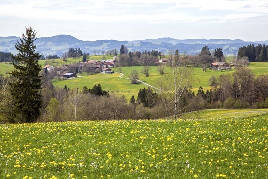 View from Ried to the surrounding blooming landscape, near Rettenberg, Oberallg&auml;u, Allg&auml;u, Bavaria, Germany