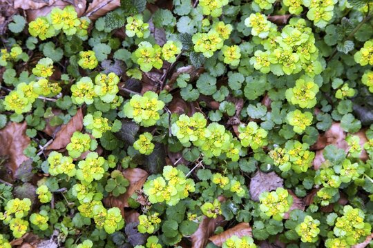 Alternate-leaved golden saxifrage (Chrysosplenium alternifolium), also known as golden spleenwort, alternate-leaved spleenwort or scabious flower, flowering, Oberallg&auml;u, Allg&auml;u, Bavaria, Germany