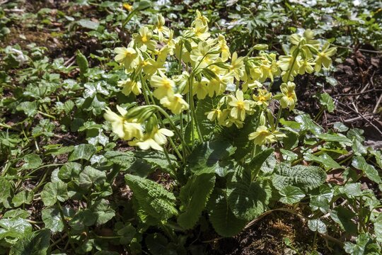 True oxlip (Primula elatior), in bloom, Oberallg&auml;u, Allg&auml;u, Bavaria, Germany