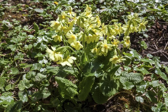 True oxlip (Primula elatior), in bloom, Oberallgäu, Allgäu, Bavaria, Germany