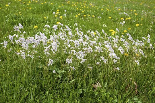 Meadow foamwort (Cardamine pratensis), flowering, Oberallg&auml;u, Allg&auml;u, Bavaria, Germany