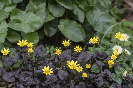 Lesser celandine (Ranunculus ficaria Brazen Hussy), Emsland, Lower Saxony, Germany