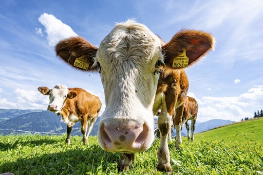 Three young curious calves (Bos primigenius taurus), cows on an alpine meadow, stretching their snouts towards the camera, Simmental cattle, Hochbrixen, Brixen im Thale, Tyrol, Austria