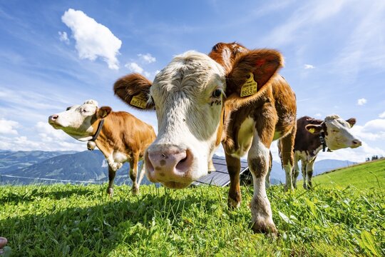 Three young curious calves (Bos primigenius taurus), cows on an alpine meadow, stretching their snouts towards the camera, Simmental cattle, Hochbrixen, Brixen im Thale, Tyrol, Austria