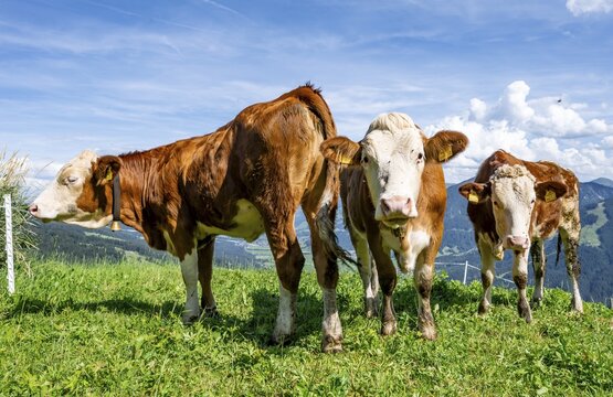 Three calves (Bos primigenius taurus), cows on an alpine meadow, Simmental cattle, Hochbrixen, Brixen im Thale, Tyrol, Austria