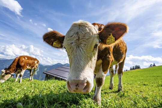 Two young curious calves (Bos primigenius taurus), cows on an alpine meadow, stretching their snouts towards the camera, Simmental cattle, Hochbrixen, Brixen im Thale, Tyrol, Austria