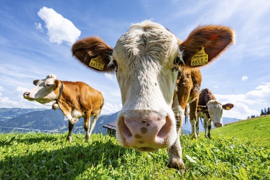 Three young curious calves (Bos primigenius taurus), cows on an alpine meadow, stretching their snouts towards the camera, Simmental cattle, Hochbrixen, Brixen im Thale, Tyrol, Austria
