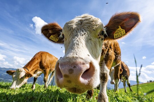 Three young curious calves (Bos primigenius taurus), cows on an alpine meadow, stretching their snouts towards the camera, Simmental cattle, Hochbrixen, Brixen im Thale, Tyrol, Austria