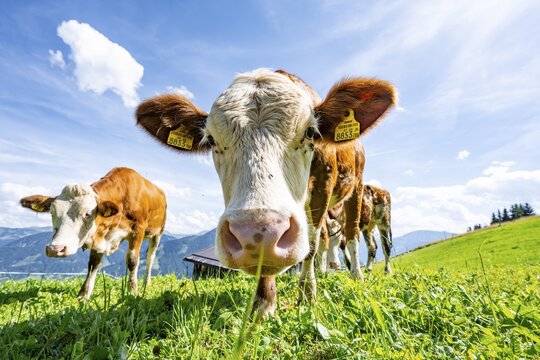 Two young curious calves (Bos primigenius taurus), cows on an alpine meadow, stretching their snouts towards the camera, Simmental cattle, Hochbrixen, Brixen im Thale, Tyrol, Austria