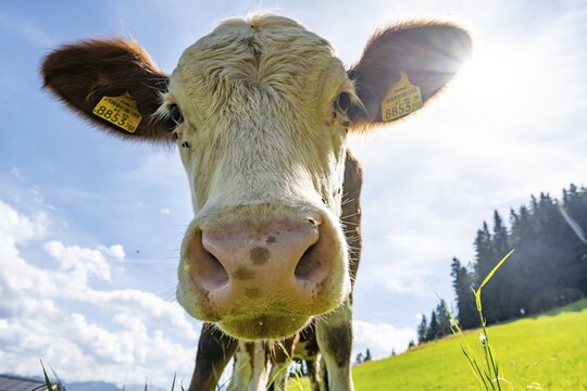 Young curious calf (Bos primigenius taurus), cow on an alpine meadow, snout stretched towards the camera, Simmental cattle, Hochbrixen, Brixen im Thale, Tyrol, Austria