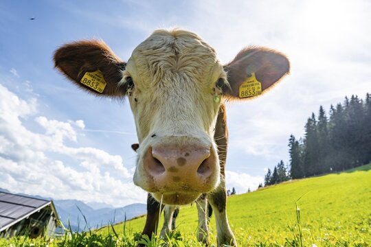 Young curious calf (Bos primigenius taurus), cow on an alpine meadow, snout stretched towards the camera, Simmental cattle, Hochbrixen, Brixen im Thale, Tyrol, Austria