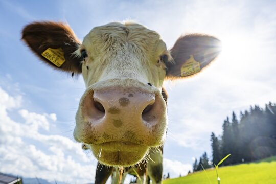 Young curious calf (Bos primigenius taurus), cow on an alpine meadow, snout stretched towards the camera, Simmental cattle, Hochbrixen, Brixen im Thale, Tyrol, Austria