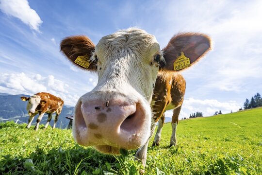 Two young curious calves (Bos primigenius taurus), cows on an alpine meadow, stretching their snouts towards the camera, Simmental cattle, Hochbrixen, Brixen im Thale, Tyrol, Austria