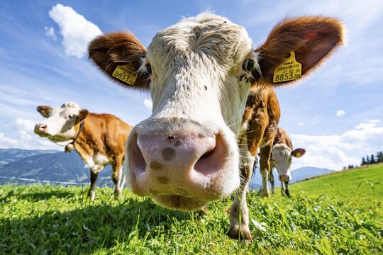 Three young curious calves (Bos primigenius taurus), cows on an alpine meadow, stretching their snouts towards the camera, Simmental cattle, Hochbrixen, Brixen im Thale, Tyrol, Austria