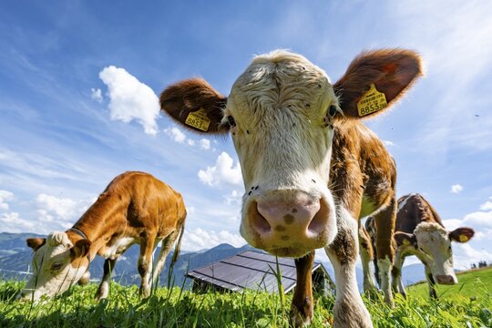 Three young curious calves (Bos primigenius taurus), cows on an alpine meadow, stretching their snouts towards the camera, Simmental cattle, Hochbrixen, Brixen im Thale, Tyrol, Austria