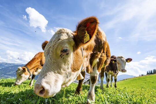 Three young curious calves (Bos primigenius taurus), cows on an alpine meadow, stretching their snouts towards the camera, Simmental cattle, Hochbrixen, Brixen im Thale, Tyrol, Austria