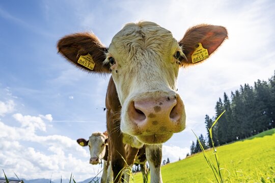 Young curious calf (Bos primigenius taurus), cow on an alpine meadow, snout stretched towards the camera, Simmental cattle, Hochbrixen, Brixen im Thale, Tyrol, Austria