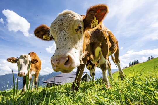 Two young curious calves (Bos primigenius taurus), cows on an alpine meadow, stretching their snouts towards the camera, Simmental cattle, Hochbrixen, Brixen im Thale, Tyrol, Austria