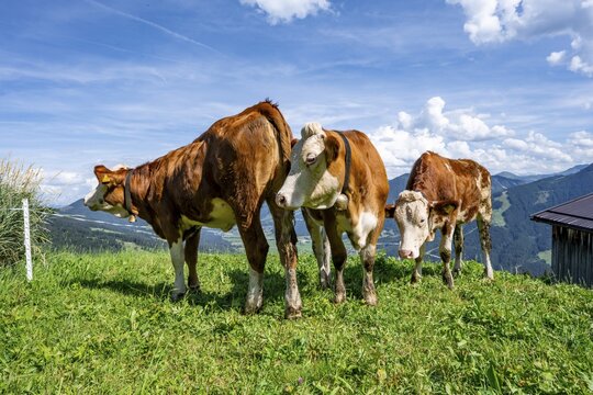 Three calves (Bos primigenius taurus), cows on an alpine meadow, Simmental cattle, Hochbrixen, Brixen im Thale, Tyrol, Austria