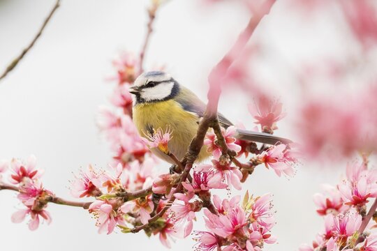A blue tit (Parus caeruleus) on a branch with bright pink flowers in a cheerful spring atmosphere, Hesse, Germany