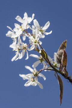 Copper rock pear (Amelanchier lamarckii), Emsland, Lower Saxony, Germany