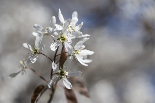 Copper rock pear (Amelanchier lamarckii), Emsland, Lower Saxony, Germany
