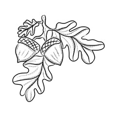 Oak branch leaves vector illustration with acorns in minimalist black line art elegant style.