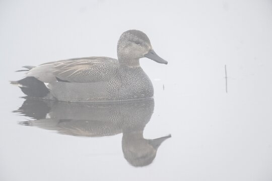 Gadwall (Mareca streptera), Lower Saxony, Germany