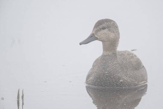 Gadwall (Mareca streptera), Lower Saxony, Germany
