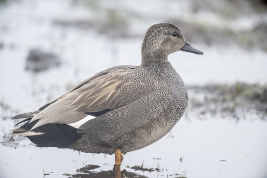 Gadwall (Mareca streptera), Lower Saxony, Germany