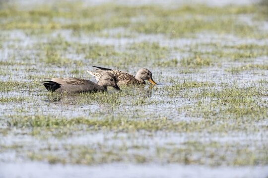 Gadwall (Mareca streptera), Lower Saxony, Germany