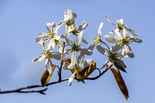 Blossom of the copper rock pear (Amelanchier lamarckii), also known as the currant tree, Baden-W&uuml;rttemberg, Germany