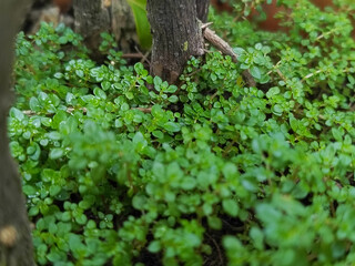 Close Up View of Lush Green Ground Cover Plants.