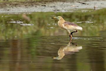 A pond heron stands gracefully in shallow water at Chitwan National Park, Nepal. Its pale brown and white plumage reflects on the calm surface as it waits patiently for prey. 
