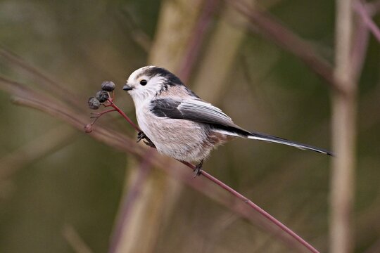 Long-tailed Tit (Aegithalos caudatus), eating fruit, Switzerland