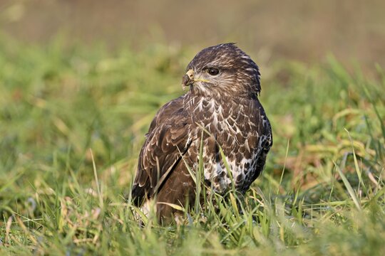 Common buzzard (Buteo buteo), sitting in a meadow, Switzerland
