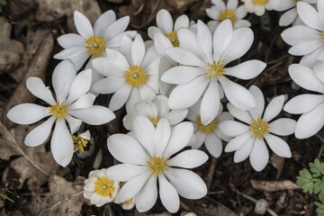 Canadian bloodroot (Sanguinaria canadensis), Emsland, Lower Saxony, Germany