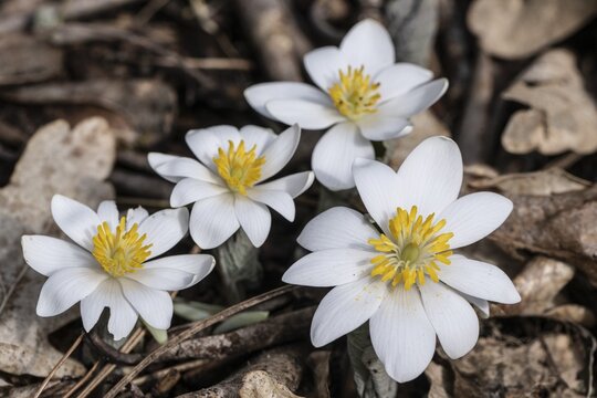 Canadian bloodroot (Sanguinaria canadensis), Emsland, Lower Saxony, Germany