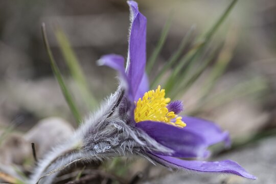 Pasque flower (Pulsatille vulgaris), Emsland, Lower Saxony, Germany