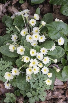 Cushion primrose (Primula vulgaris), Emsland, Lower Saxony, Germany