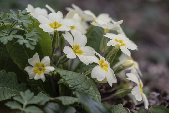Cushion primrose (Primula vulgaris), Emsland, Lower Saxony, Germany