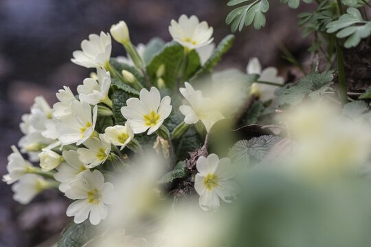Cushion primrose (Primula vulgaris), Emsland, Lower Saxony, Germany