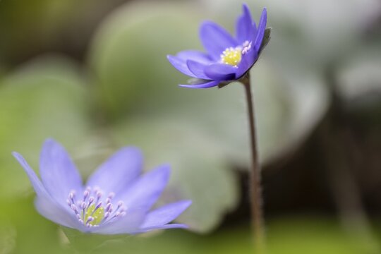 Liverwort (Hepatica nobilis), Emsland, Lower Saxony, Germany