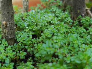 Lush green ground cover plants thriving around tree bases in a natural forest setting.