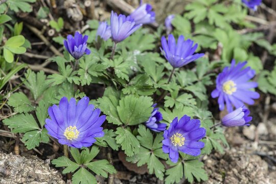 Balkan anemone (Anemone blanda), Rhineland-Palatinate, Germany